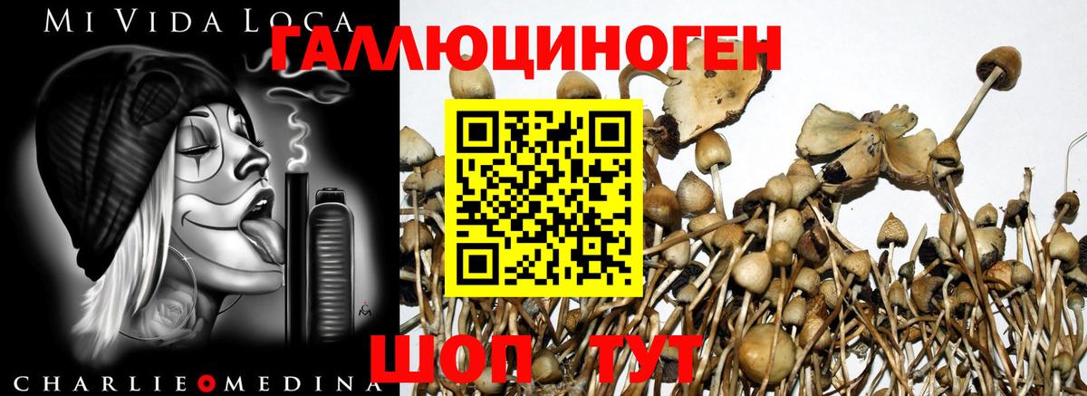 Анапа  Псилоцибиновые грибы мицелий  Вход с VPN 